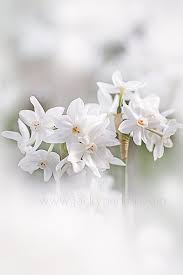 Photo Narcissus White By Jacky Parker On 500px Liebe Blumen Blumen Bilder