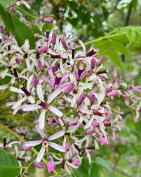 Image result for Melia azedarach