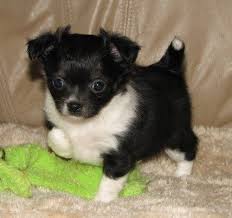 Claire X Will Black And White Female Longcoat Chihuahua Puppy Chihuahua Puppies Cute Chihuahua Cute Animals