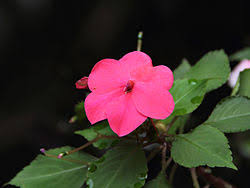 Image result for Impatiens zombensis