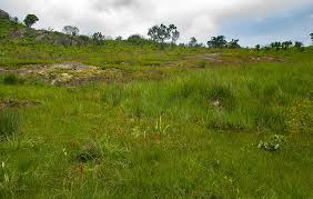 Image result for Satyrium orbiculare