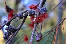 Image result for Casuarina littoralis