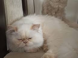 Satilik Kedi Ilanlari Ve Fiyatlari Kedi Sahiplendirme Ilanlari