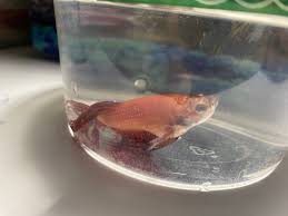 Bettas are extremely lovable and actually quite intelligent pets that are very easy to care for. Help Betta Fish Not Eating Laying At The Bottom Of The Tank Betta Fish Forum