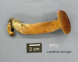 Image result for Lactarius mutabilis