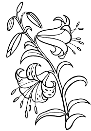 Lily Flower Coloring Pages Collection Free Coloring Sheets Flower Coloring Pages Flower Coloring Sheets Coloring Pages