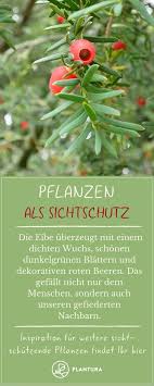Pflanzen Als Sichtschutz Fur Garten Balkon Plantura