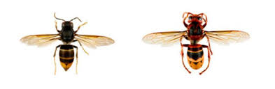 Na de vondst van een aziatische hoornaar in wevelgem en berichten in de media over allesverslindende monsterwespen, brak er heel wat onnodige paniek los over de exotische wespensoort. Aziatisch Gevaar Jaagt Bijen Stuipen Op Het Lijf Eindhoven Ed Nl