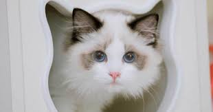 A stunning breed of cat developed in north america which some consider to be the ideal pet as act more like dogs than cats! Are Ragdoll Cats Hypoallergenic Ragdoll Guide