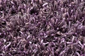 Get user reviews on all home decor products. Linie Design Ronaldo Lavender Wool Shag Rug