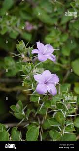 Image result for Barleria holubii