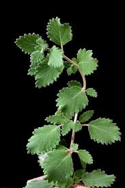 Image result for Commiphora