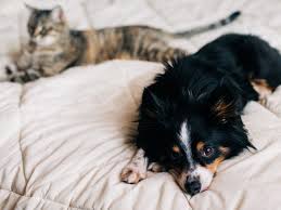 Some breeds are more sociable than others. Why Dogs Are Better Than Cats