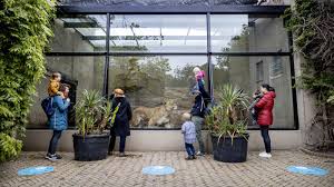 Check the bulletin boards at the american church, american you won't have to eat the poor man's lunch for long. Due To Corona No Money For New Lion Enclosure Artis Animals Move To France Netherlands News Live