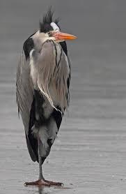 Grey Heron Looking Like An Old Man In A Trench Coat Standing Alone In A Parking Lot Grey Heron Pet Birds Beautiful Birds