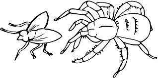 Download 55 royalty free redback spider vector images. Spider Coloring Pages For Kids Coloring Home