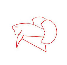 Sejatinya ikan cupang mempunyai 2 jenis bentuk yaitu ikan cupang slayer yang biasa di sebut dengan ikan cupang halfmoon dan ikan cupang aduan yang biasa disebut ikan cupang plakat serta. Kriteria Ikan Cupang Hias Kontes Kali Pecinta Ikan Cupang Yogyakarta Facebook
