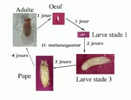 La Drosophile Un Insecte Au Service De La Science Banque Des Savoirs Essonne