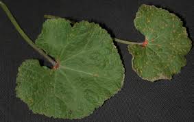Fungal spores spread quickly and easily through the wind and through the splashing rain. Hollyhock Rust Integrated Pest Management