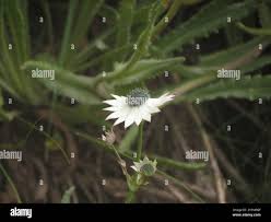 Image result for Alepidea