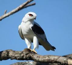 Black Shouldered Kite Merimbula Australia Australian Birds Bird Kite Animals