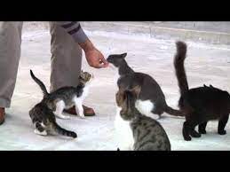 kedi dostu imam dunya kamuoyunun takdirini topladi youtube kedi hayvan iman