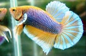 Pin On Grumpy Gills
