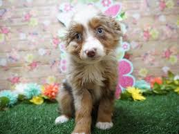 Toy Australian Shepherd Dog Male Chocolate Merle 2075589 Petland Racine Wi