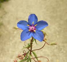 Image result for Lysimachia monelli