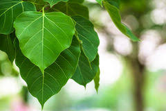 Bodhi Leaves Closeup Stock Photo 57232313 Megapixl All of these gotu kola clipart resources are for free download on pngtree. bodhi leaves closeup stock photo