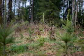 Manche stauden überdauern in rhizomen („im wurzelstock), andere. Einen Baum Pflanzen Ist Nicht Genug Forst Erklart