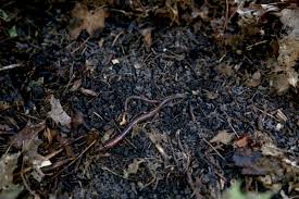 Maybe you would like to learn more about one of these? Invasive Jumping Worms Are Now Tearing Through Midwestern Forests Audubon