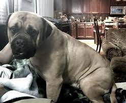 Litter Of 5 Bullmastiff Puppies For Sale In Garner Nc Adn 62166 On Puppyfinder Com Gender Male S Bullmastiff Puppies For Sale Bull Mastiff Puppies For Sale
