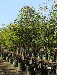 Image result for Eucalyptus robusta