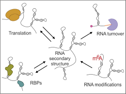 First, the conformation of the sugar is different. Ijms Free Full Text On The Way To Understanding The Interplay Between The Rna Structure And Functions In Cells A Genome Wide Perspective