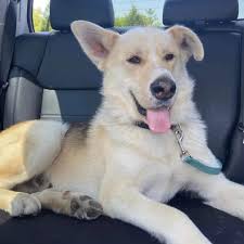 Foster home needed for 10-week-old shepherd mix