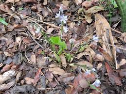 Image result for Cyanastrum