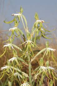 Image result for Corycium dracomontanum