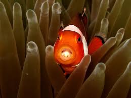 We did not find results for: Ikan Badut Archives Mongabay Co Id Mongabay Co Id