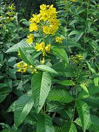 Image result for Lysimachia ruhmeriana