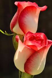 Ultra hd wallpapers 4k, 5k and 8k backgrounds for desktop and mobile. Most Beautiful Lovely Flowers 637x960 Wallpaper Teahub Io