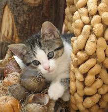 Peanut butter, for example, is a notably popular snack for human beings. Can Cats Eat Peanut Butter A Guide To Cats And Peanut Butter