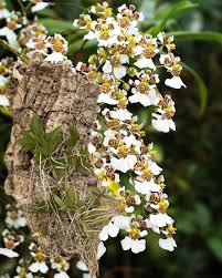 Image result for Habenaria arenaria