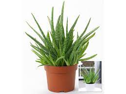 Pflanze, trerarien pflanze, terarrien pflanze, terrraien pflanze, terrairen pflanze, terrarein pflanze, terrarine pflanze, terrarie npflanze, terrarienp flanze, terrarien fplanze, terrarien plfanze, terrarien pfalnze, terrarien pflnaze, terrarien pflazne, terrarien pflanez, terrarienpflanze, rerrarien pflanze. Aloe Vera 1 Pflanze Lidl De
