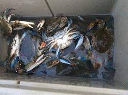 I Have 38 Frozen Blue Crabs. What Should I Cook? : R/Whatshouldicook