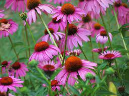Coneflower Pictures Bravado Purple Coneflower Grows 4 Feet Tall With 4 To 5 Inch Blooms Flower Essences Planting Herbs Trees To Plant