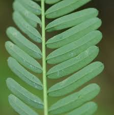 Image result for Sesbania quadrata