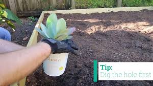 .and i need to make the cactus green chicken, but after an hour of digging around online i cant find anything on how to get it. Plants Cacti In The Garden Create Cactus Garden And Cactus Bed 2021