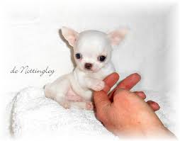 Chiot Chihuahua Tout Blanc Chihuahua Puppy Clothes Chihuahua Puppies Chihuahua
