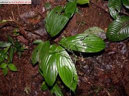 Image result for Tetrapogon tenellus